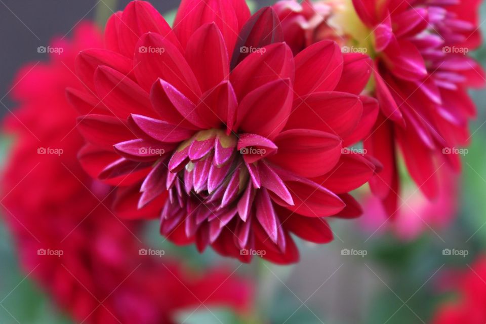 Close-up of red autumn flower