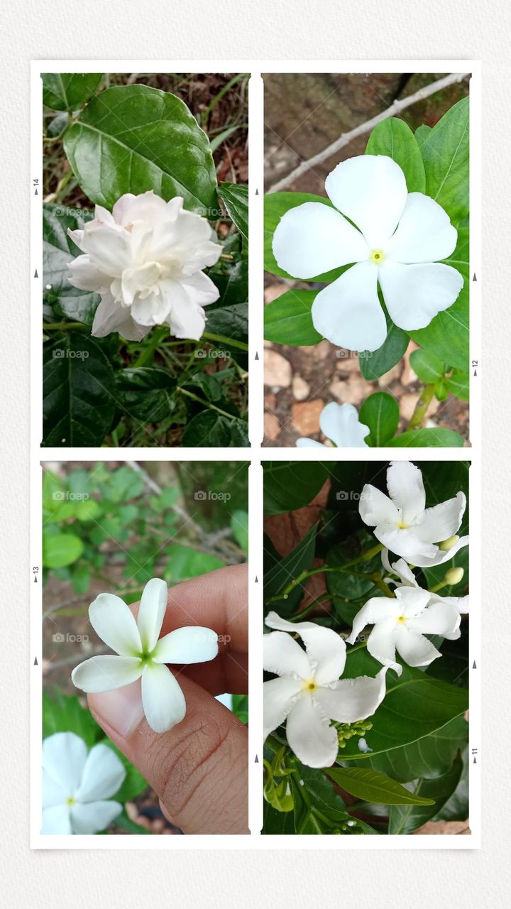 white flowers