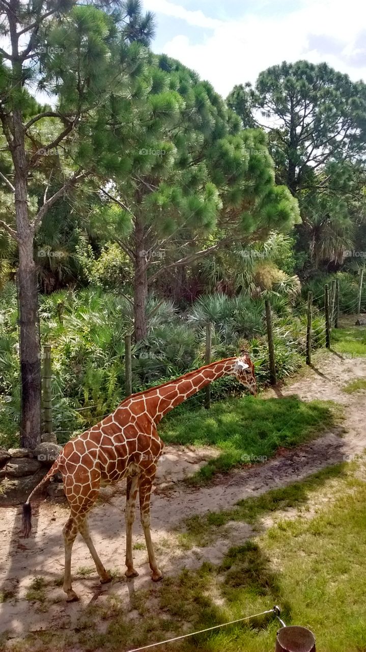 giraffe. zoo