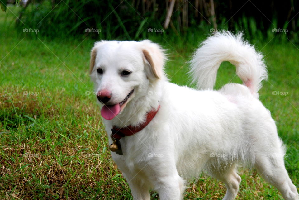 Dog sticking out tongue on grassy field