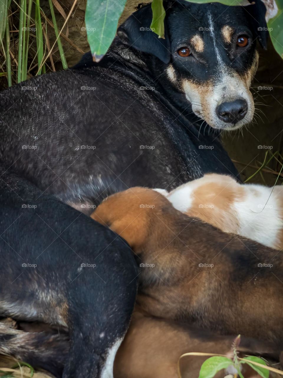 This photo is so emotional to me I captured the emotional moment of mother dog letting it's curb to drink milk I saw its emotions in her eyes