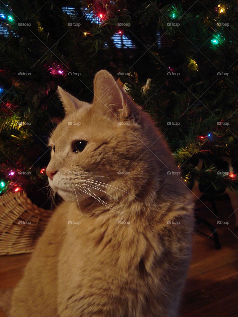 Cat under Christmas Tree