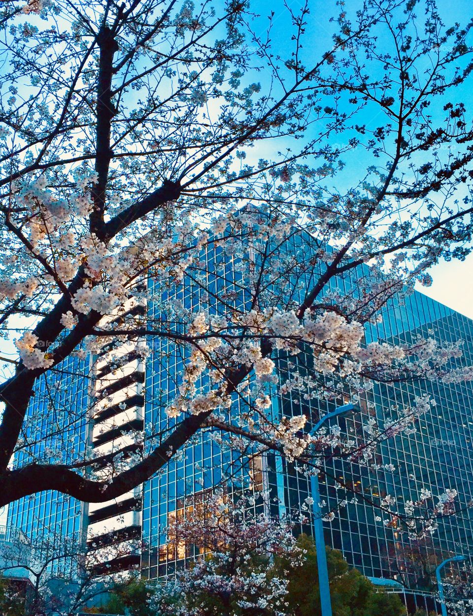 cherry blossom in the city