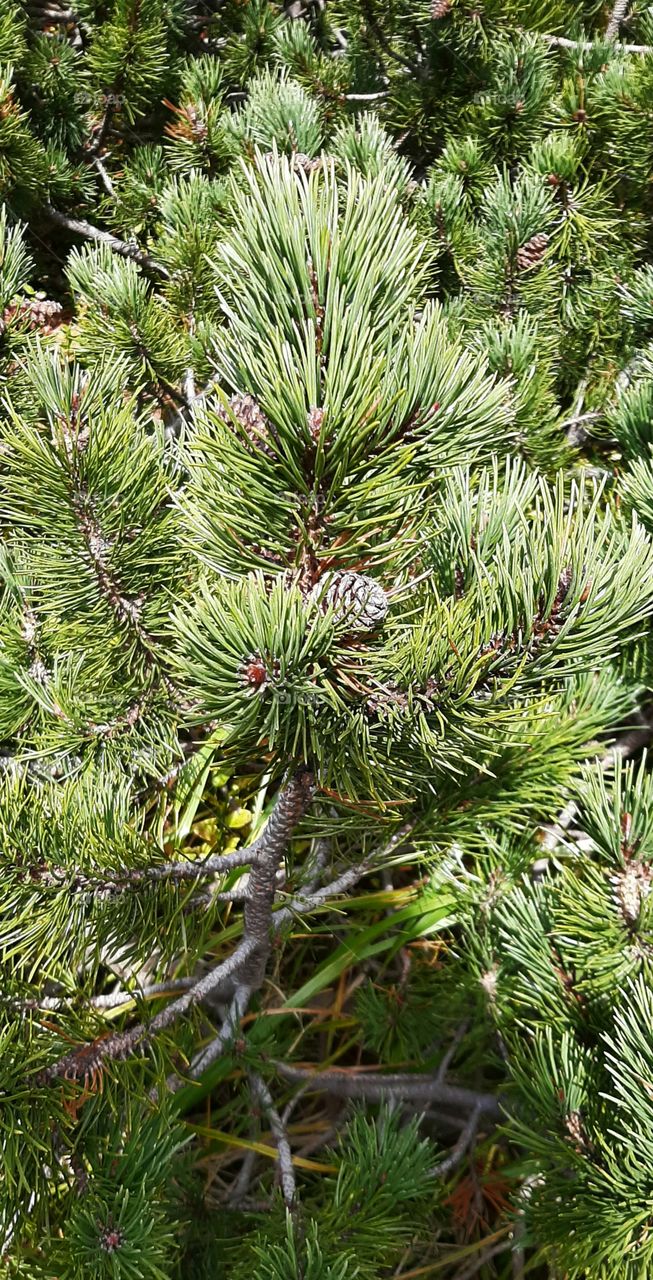 Beautiful mountain pines and cones close up