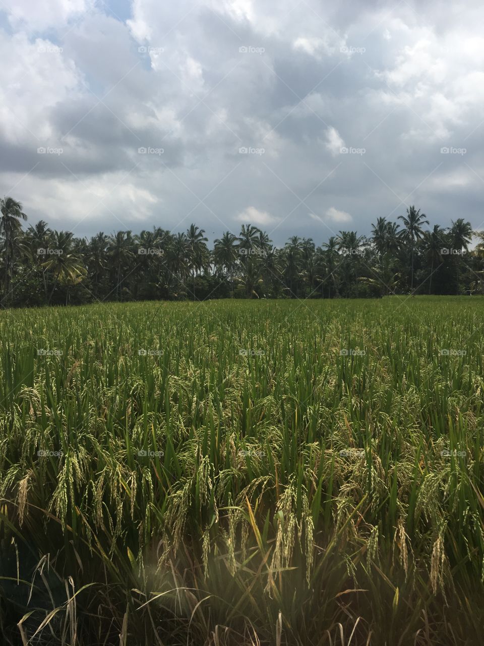 Rice fields of Ubud