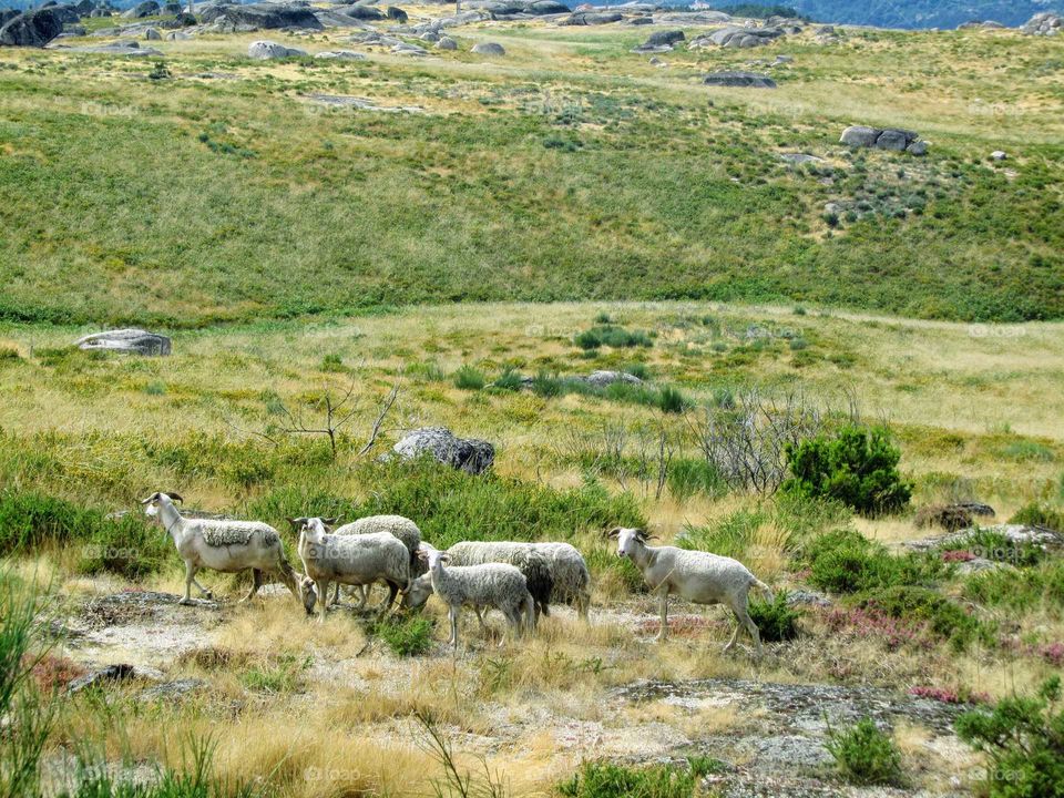 The green color stories