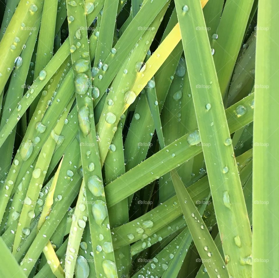 Day Lily Foliage