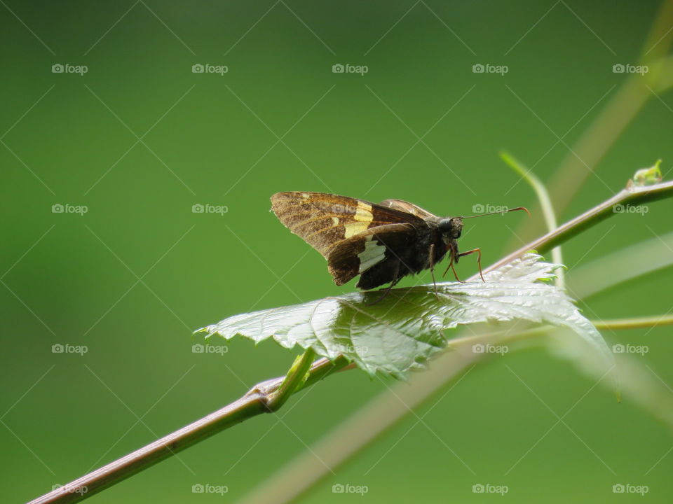 silver spotted skipper