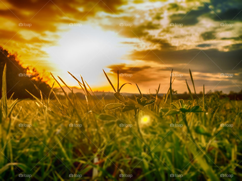 Golden hour. golden hour grass