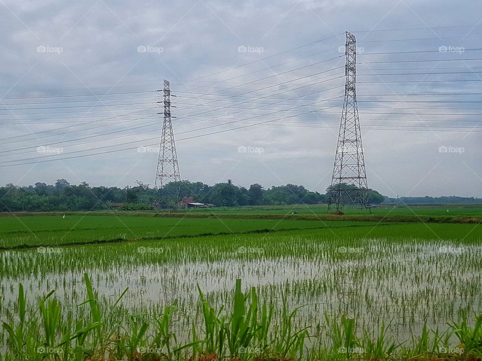 ricefield