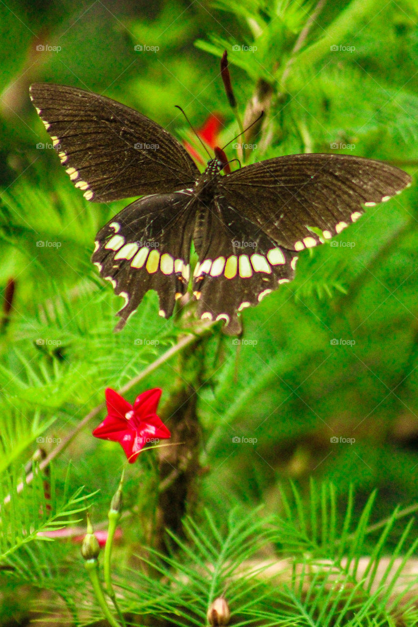 Beautiful butterfly on green background with flower. Amazing photography of flying butterfly. Images of flying butterfly