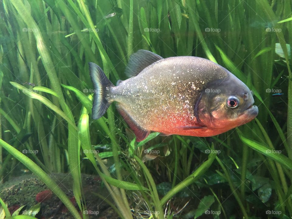 Piranha