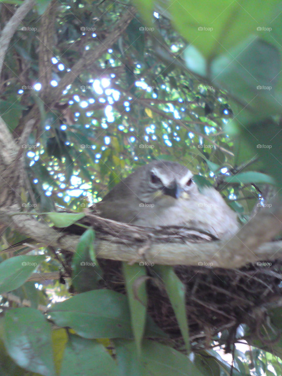 mothers love in a jungle