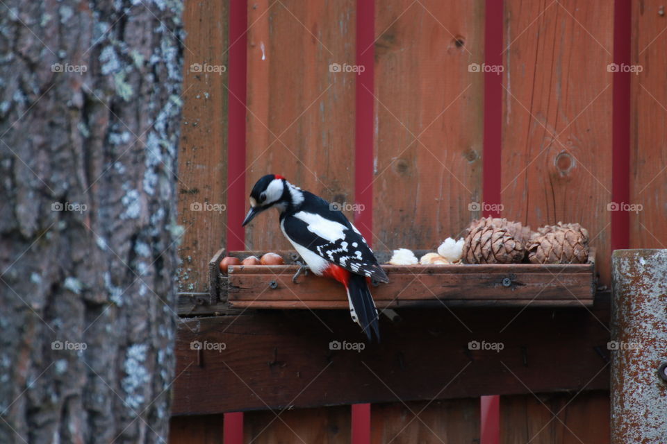 A beautiful bright woodpecker with red feathers chooses a bigger nut