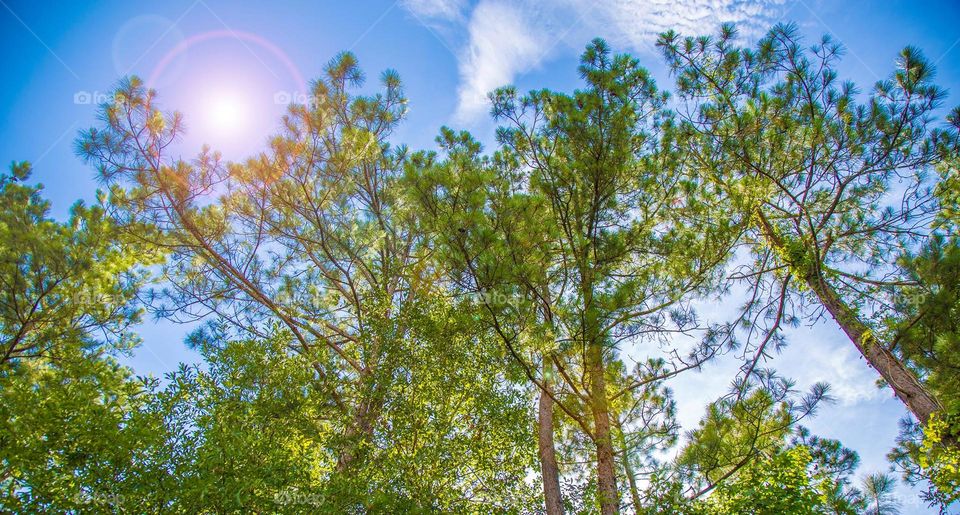 trees and sky