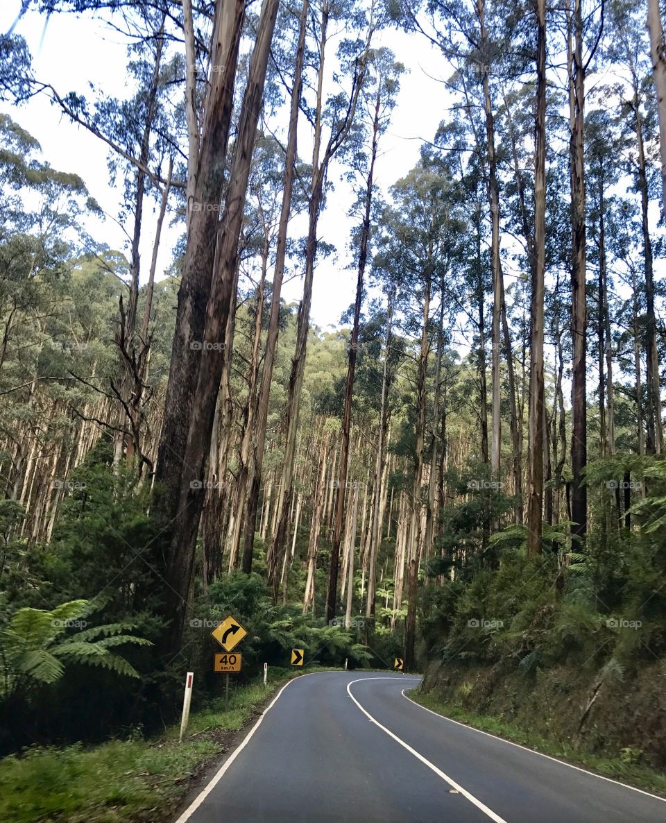 The tall gumtrees of the Black Spur forest. Victoria Australia 