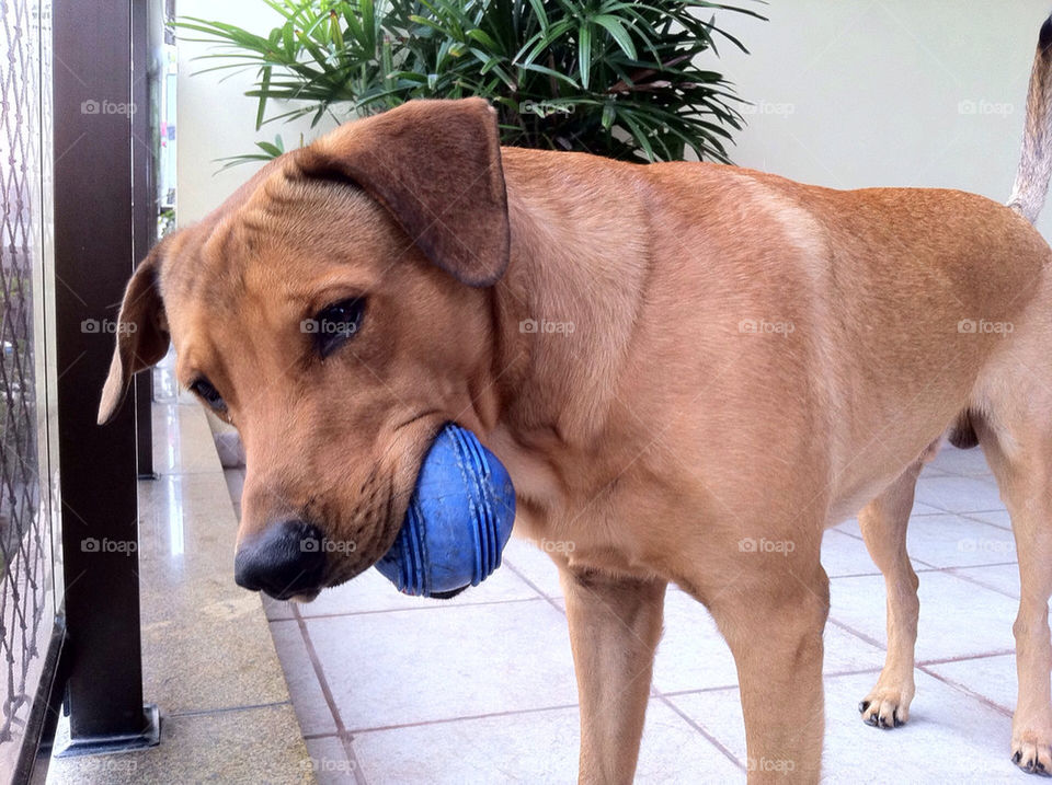 dog toy ball by gabrielrocha