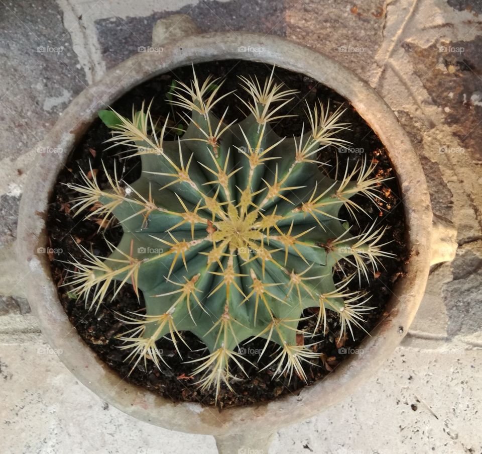 Cactus. Regular dodecagon😊