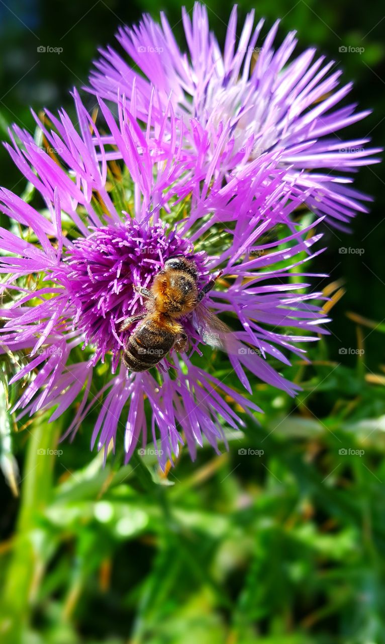 Close-up of bee on a thistle flower