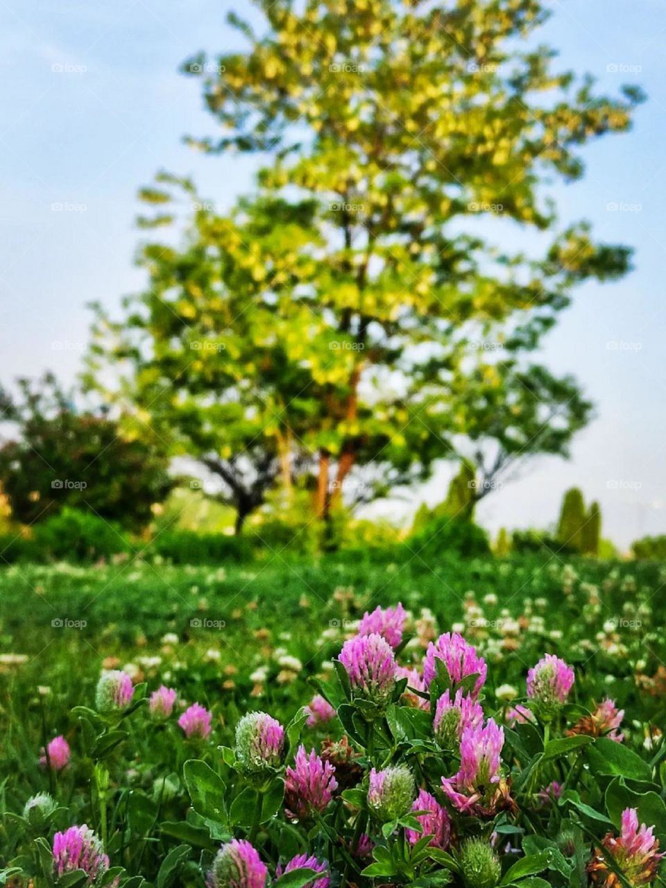 beautiful Spring nature is covered with a green carpet whose flowers are colorful, sometimes pink, sometimes red, sometimes yellow and the golden light of the sun that shines... What colors does spring really have?