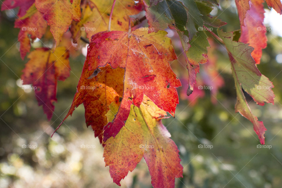 Orange leaves