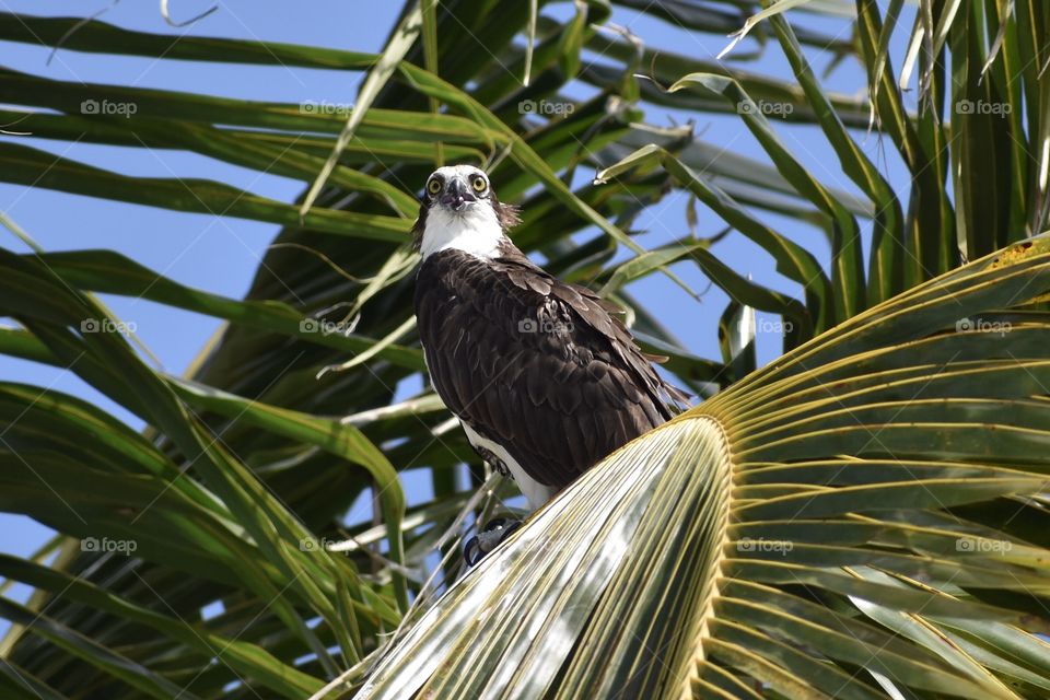 Young osprey looking at me