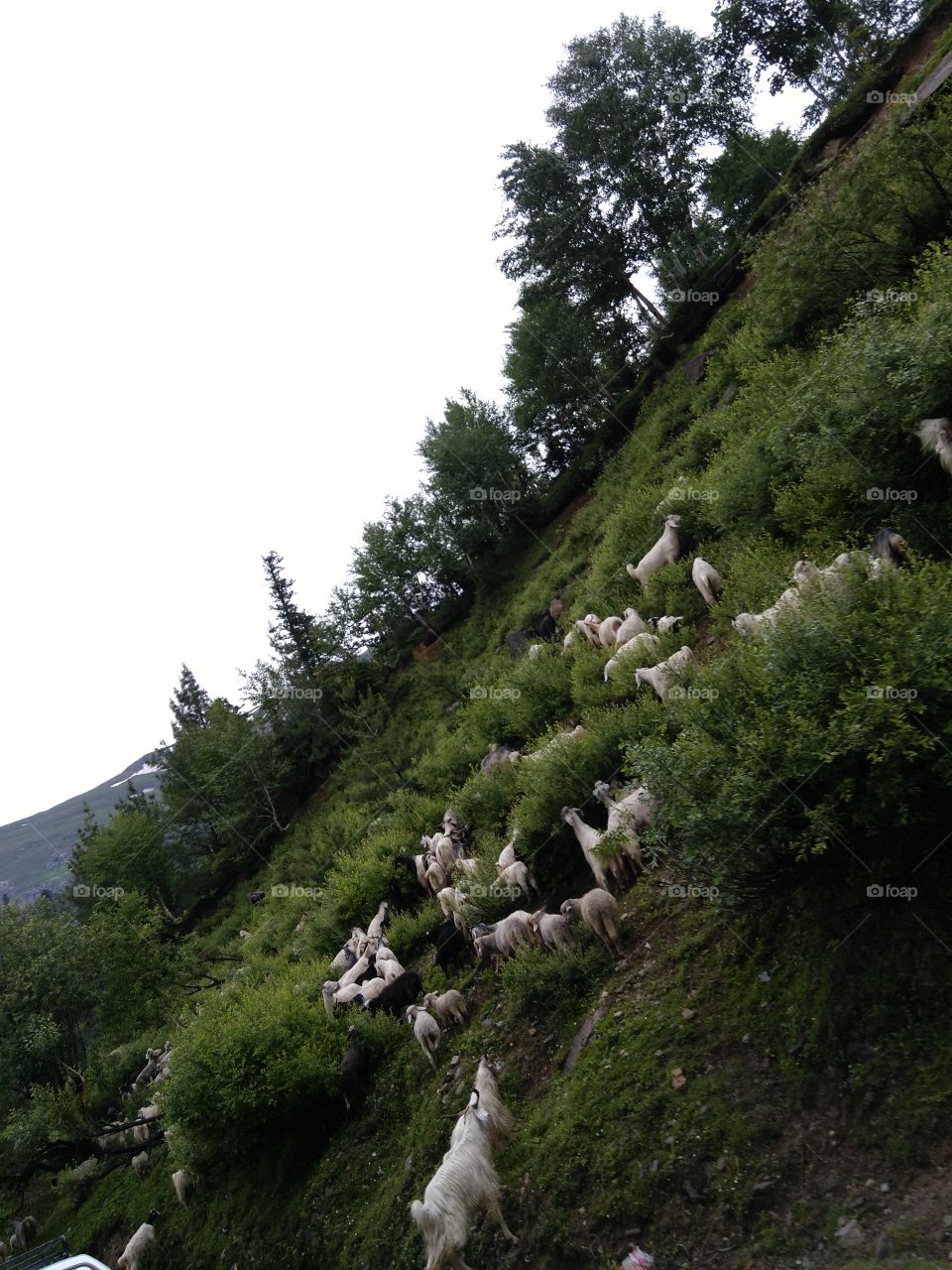 herd on a hill