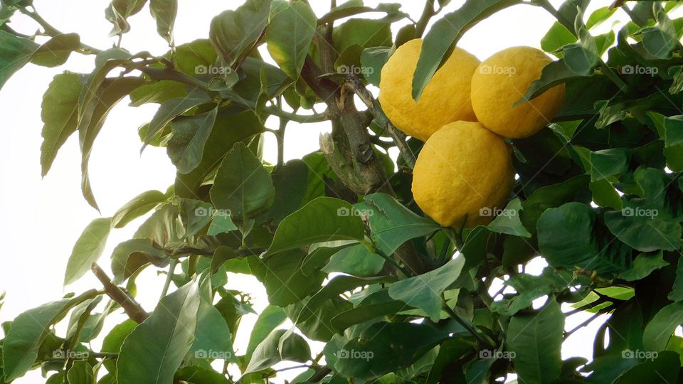 lemon Tree