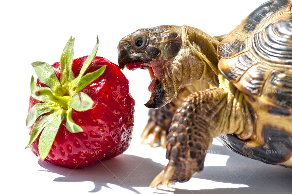 Turtle and strawberry. turtle eating organic strawberry