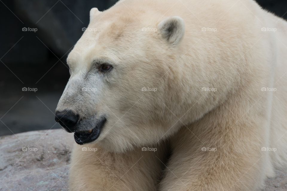 Polar bear 