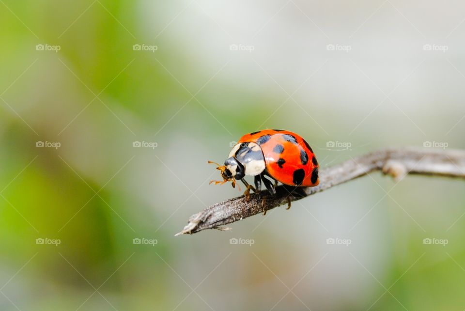Ladybug Love