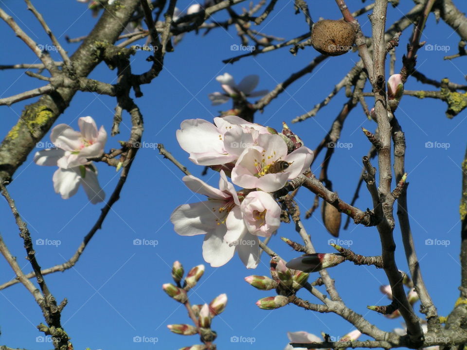 almond flowers