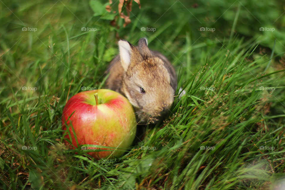 Rabbit with an apple 