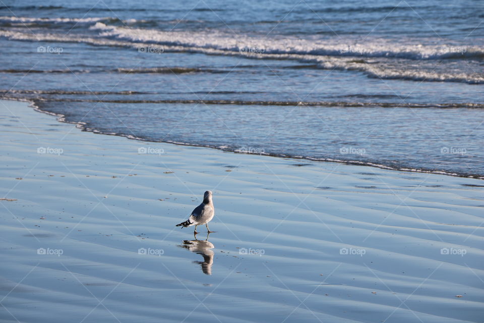 The blue Pacific and a little bird  mirroring in the shallow 