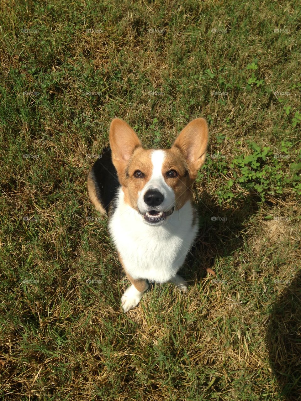 Happy Corgi