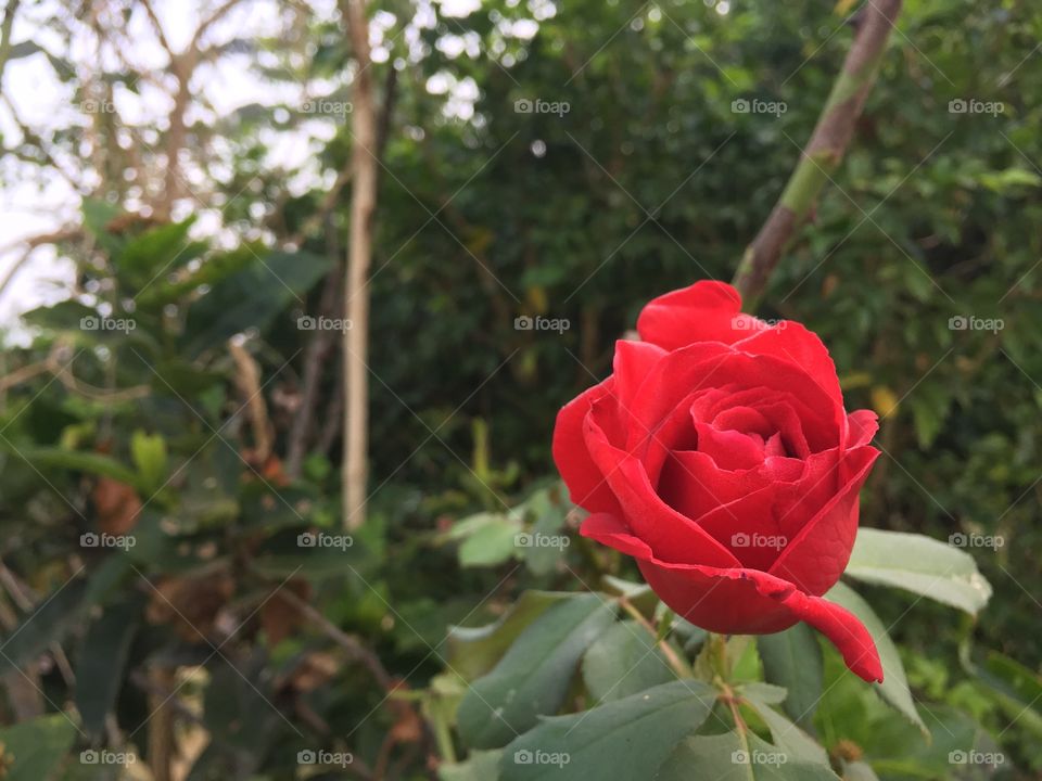 Red rose 