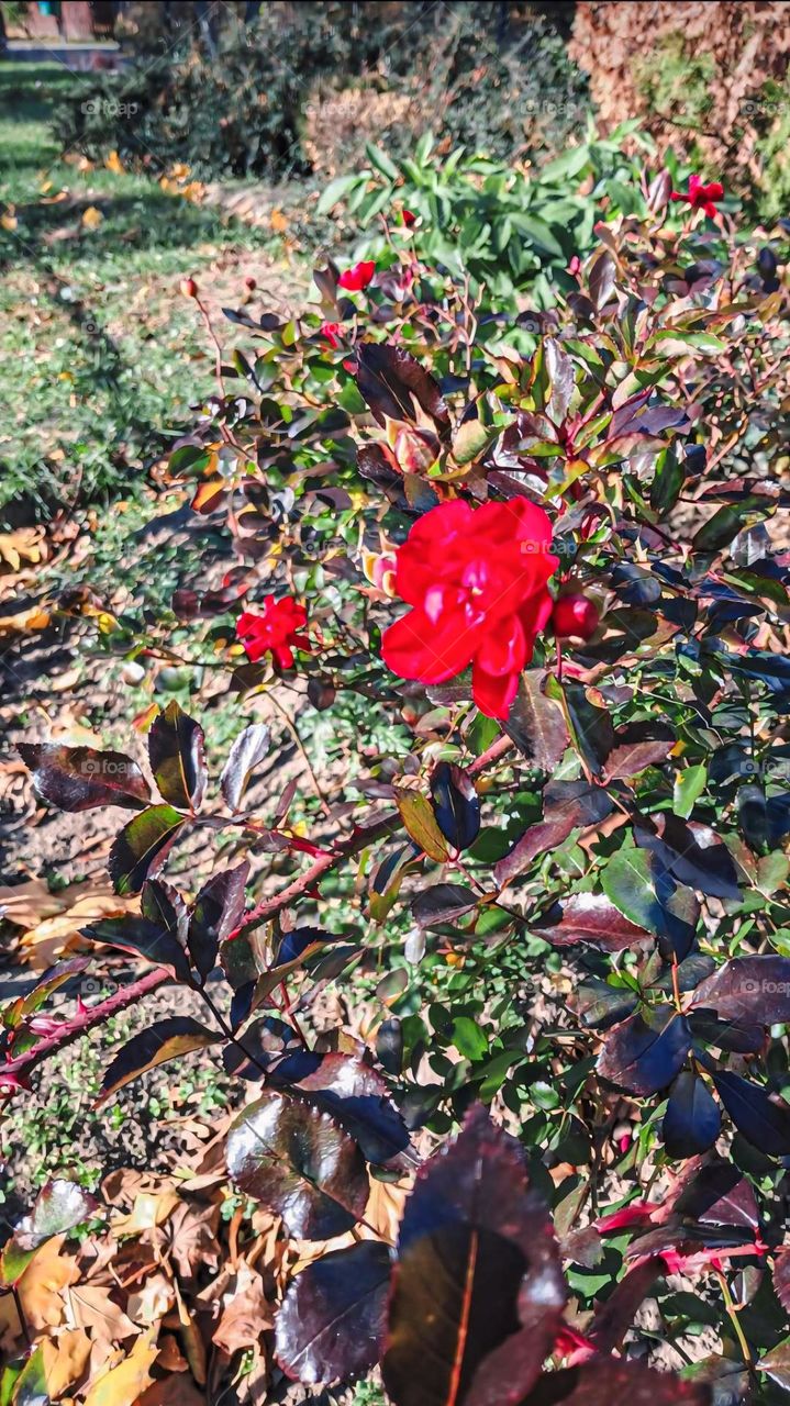 Red Roses in Bloom During Autumn