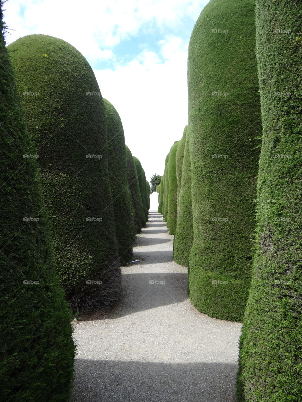 Symmetrical hedges 