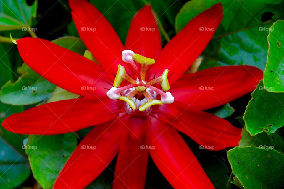 High angle view of red flower