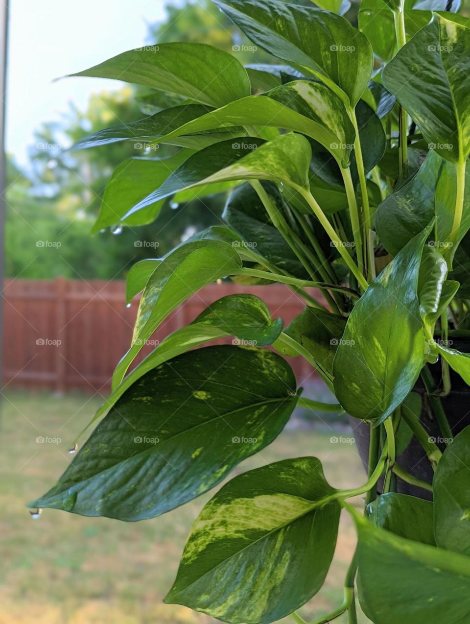 hanging pothos plant blooming in spring with morning dew droplets on the tips of the leaves, bright green plant leaves, hanging house plant outside