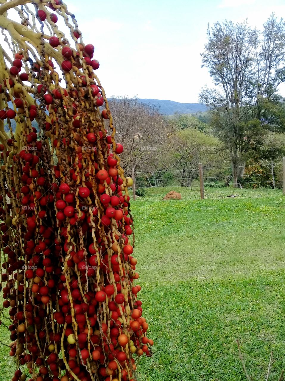 Uma imagem bem legal: a Fazenda Ermida, com vista da entrada da Capelinha Barroca de Nossa Senhora Aparecida para a Serra do Japi.
📸
#FotografiaÉnossoHobby
#natureza #paisagem #Fotografia