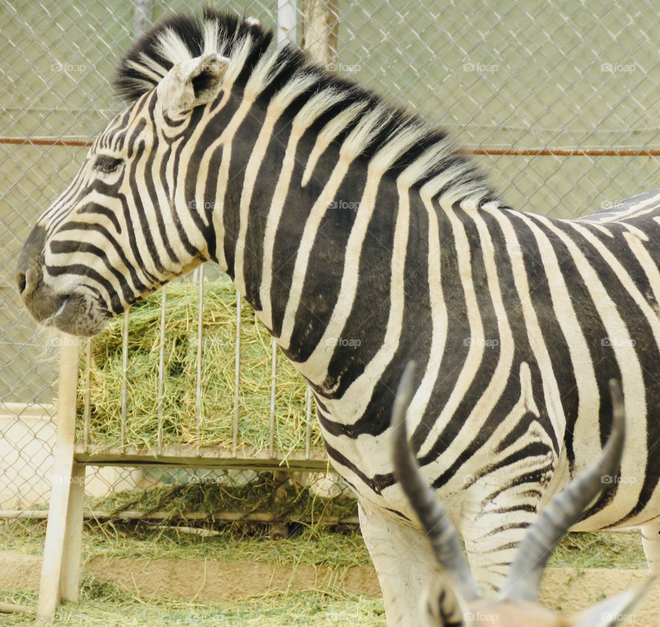 Zebra 🦓