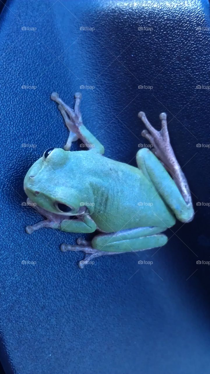 frog