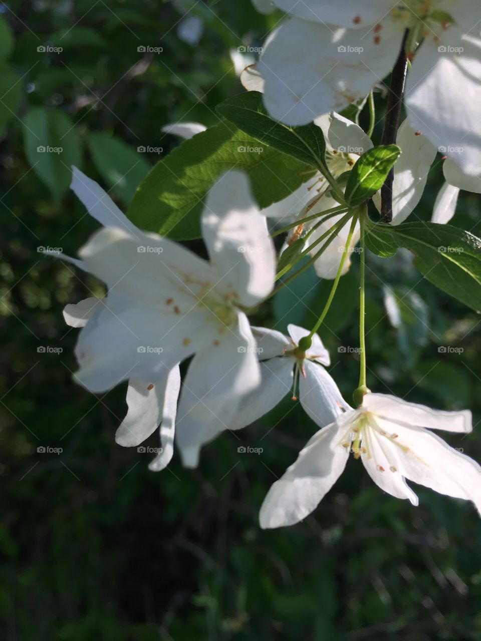 Delicate blossoms 
Late afternoon 
Meridian Park 