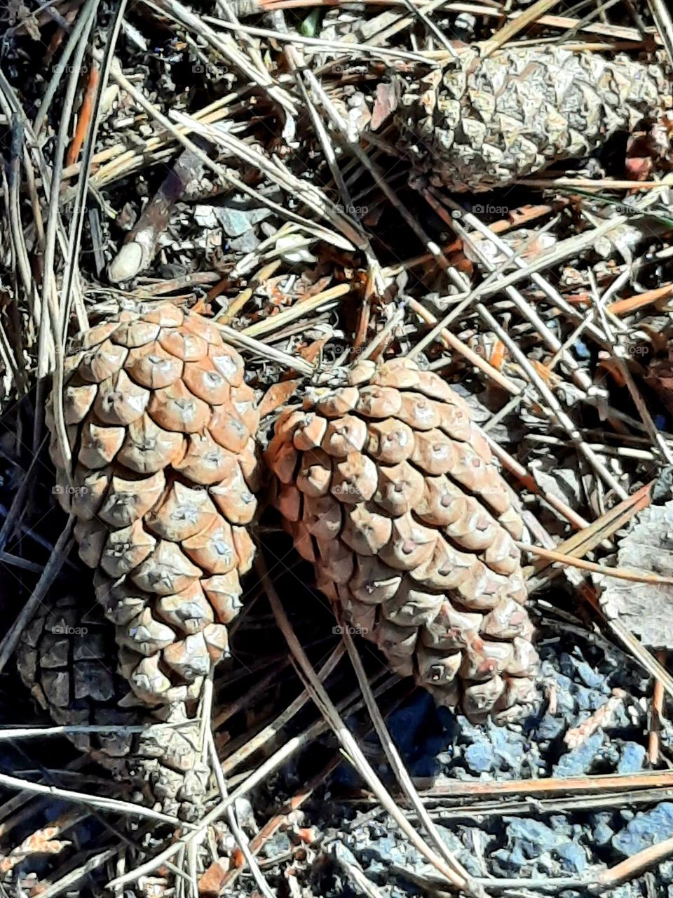 pine cones on ground