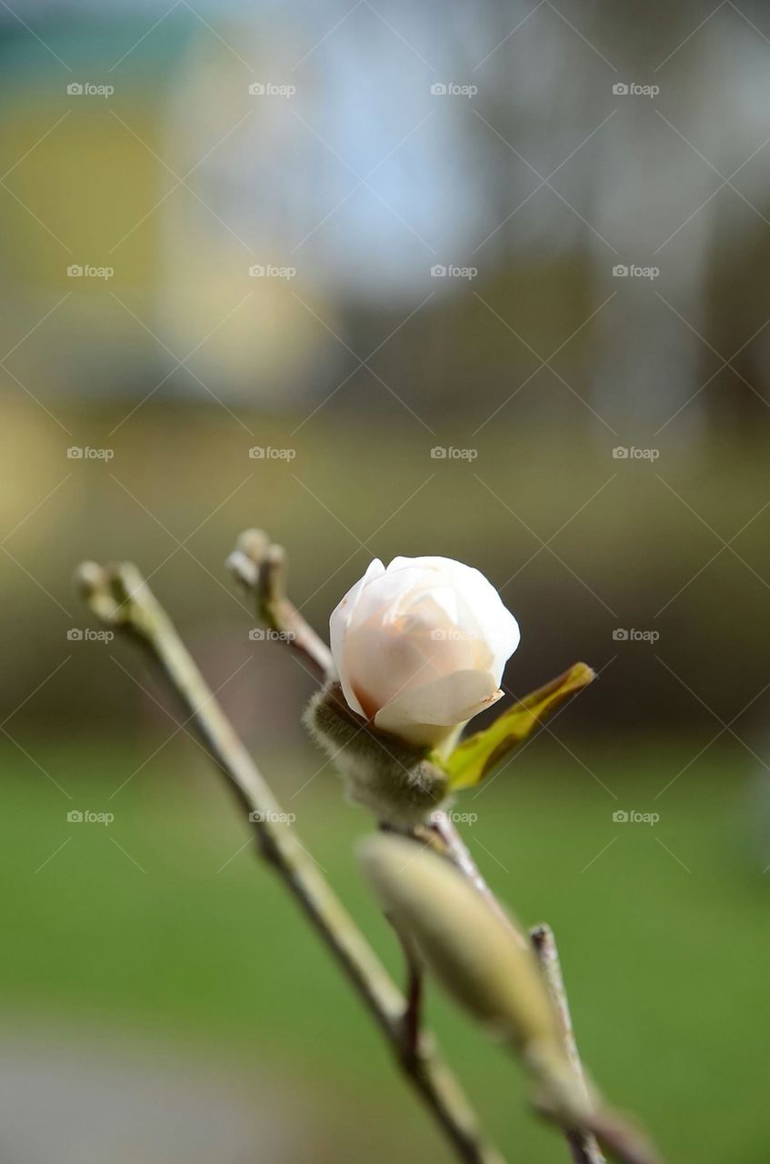 Spring flowers