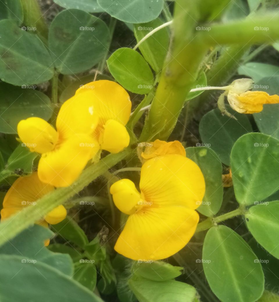Groundnut flower