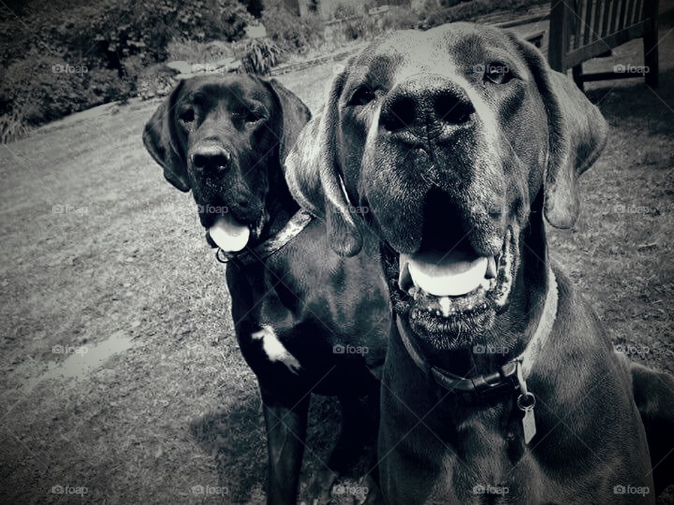 Wonderful Great Danes