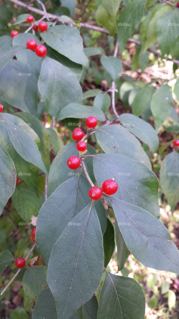 Close-up of red berry