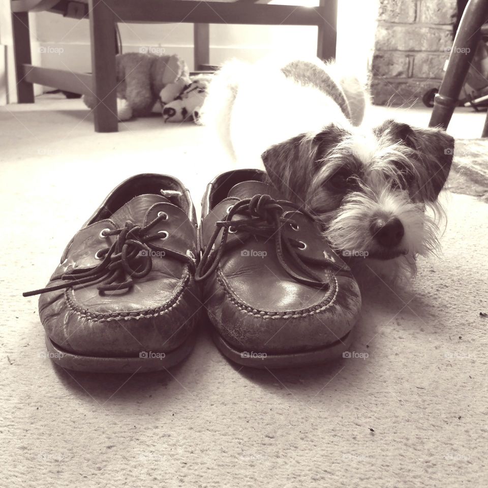 Dog and Shoes. Pet dog lying next to a pair of mocassin shoes waiting for her owner to come home from work.